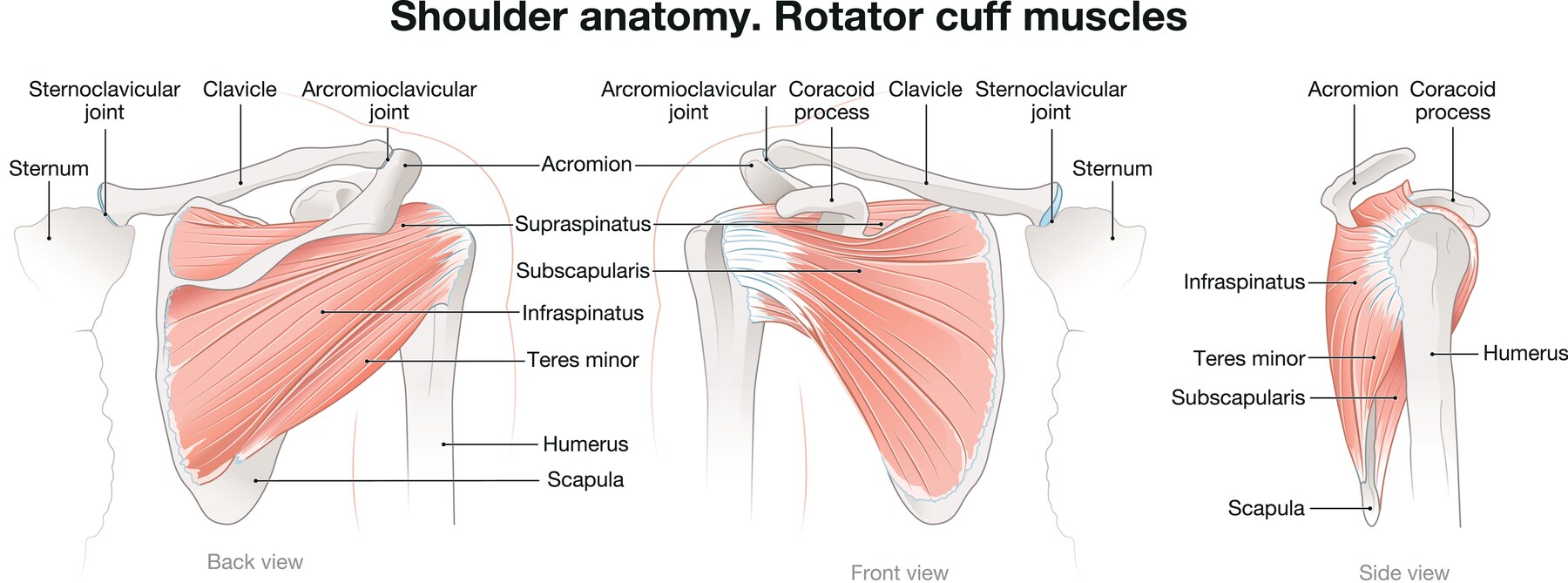 anatomy of the rotator cuff showing the supraspinatus infraspinatus teres minor and subscapularis in back front and side views