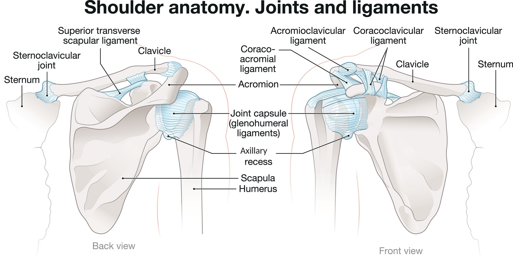 anatomy of the shoulder joint capsule and ligaments seen from the back and the front